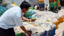 Nông dân điêu đứng vì… xoài keo nhập lậu