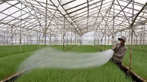 Cơ hội vàng cho phát triển thực phẩm sạch
