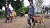 Nhọc nhằn nghề luyện Cảnh khuyển
