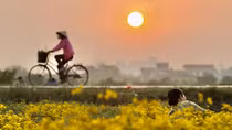 Ngẩn ngơ giữa sắc vàng trên cánh đồng cúc chi 