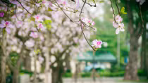 Thiếu nữ Hà Thành dịu dàng đua sắc bên hoa Ban