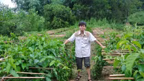 Nhà khoa học người Sán Chay với công trình nghiên cứu cây thìa canh hỗ trợ điều trị bệnh tiểu đường