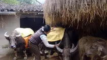 Công điện của Thủ tướng về phòng, chống rét đậm, rét hại