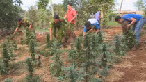 Hai chị em ruột trồng hàng nghìn cây cần sa trong rẫy vắng