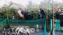 Cơ hội lên ngôi cho du lịch nông nghiệp