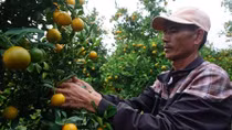 Thấp thỏm mùa hoa Tết