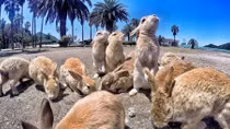 Lịch sử đen tối của đảo thỏ Okunoshima