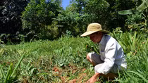 Nông dân lo lắng vì nghệ rớt giá