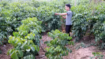 Nhà khoa học "chân đất" và hành trình vào rừng sâu tìm cây thuốc quý