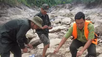Cứu hộ, thả nhiều cá thể động vật quý hiếm trở lại tự nhiên