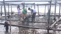 Dân 'khóc ròng' vì cá lồng nuôi gần cửa biển ở Thừa Thiên - Huế chết hàng loạt