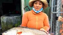 Nữ tiểu thương mua được cá lạ, nghi sủ vàng quý hiếm