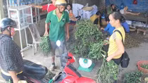 Lại ồ ạt tận thu cau non bán cho thương lái Trung Quốc