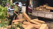 Hàng chục phách gỗ lậu trên đường ra Bắc tiêu thụ