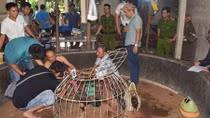 Hàng chục đối tượng 'say máu' ở sới gà bị bắt giữ