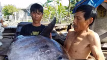 Ngư dân Huế câu được cá mặt trăng quý hiếm 