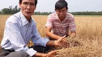 Nắng nóng cực độ, ruộng đồng ở Huế nứt nẻ, cây trồng thiệt hại nặng