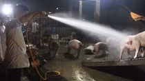 Thừa Thiên – Huế triển khai giải pháp cấp bách phòng, chống dịch tả lợn Châu Phi