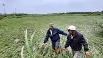 Nông dân khóc ròng khi 10 nghìn ha lúa sắp thu hoạch gãy đổ