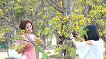 Xây dựng Huế thành xứ sở mai vàng của Việt Nam