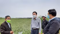 Huy động nguồn lực hỗ trợ nông dân cứu hàng nghìn héc ta lúa ngập úng