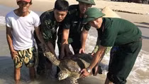 Rùa 33kg mắc lưới được ngư dân đưa về biển