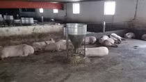 Phát hiện 200 con heo nuôi trong trang trại bị lở mồm long móng