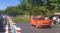 Phượng vĩ bất ngờ bật gốc, 2 người thoát chết trong gang tấc