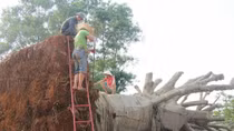 Xử phạt chủ sở hữu 3 cây cổ thụ “khủng” bị CSGT bắt giữ