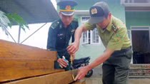 Bắt quả tang đối tượng vận chuyển 19 phách gỗ trái phép