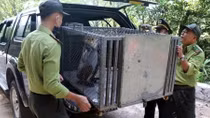 Thả cá thể voọc chà vá chân nâu về Vườn quốc gia Bạch Mã 