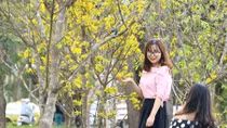 Vườn mai cổ thụ bung nở ‘vàng rực’ trước Kinh thành Huế hút giới trẻ
