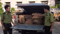 Tài xế ô tô dùng nhiều biển số giả ‘ngụy trang’ chở gỗ lậu