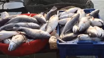Cá nuôi gần cửa biển ở Huế lại chết hàng loạt