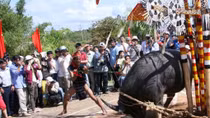 Tổ chức lễ hội đâm trâu, xã bắt dân đóng góp 300 ngàn đồng mỗi hộ