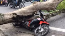 Tai nạn hy hữu khi cây phượng ven đường bỗng dưng bật gốc 