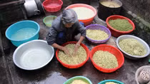 Độc đáo làng nghề làm bánh "tiến Vua" chỉ vào dịp Tết