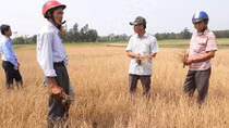 Hàng trăm ha lúa ở Huế khô cháy do thiếu nước tưới tiêu