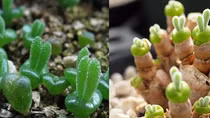 Kỳ lạ cây sen đá có hình hoa hồng xanh 