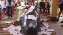 Lại thêm cá “Bà Chuông” khổng lồ dạt vào bờ biển Quảng Ngãi