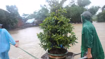 “Thủ phủ” mai vàng vật vã chạy lũ