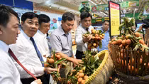 Vải thiều xuất khẩu qua đầu mối hệ thống bán lẻ