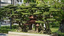 Chiêm ngưỡng 500 cây cảnh, bonsai cực quý hiếm tại Hà Nội