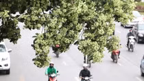 Hoa sữa Hà Nội giữa hai luồng "yêu - ghét"