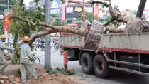 Tạm biệt hàng bằng lăng phố Kim Mã