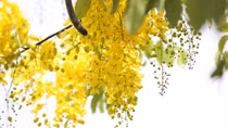 Muồng hoàng yến rực vàng giữa nắng hè Hà Nội