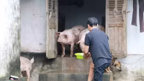 Người sống chung với vật nuôi ở vùng lũ