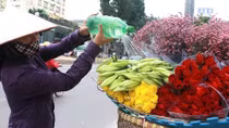Hoa loa kèn "nhuộm" trắng đường phố Hà thành