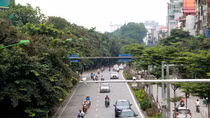 Hàng cây cổ thụ trên đường Kim Mã trước ngày di dời