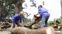 Hà Nội bắt đầu vận chuyển hơn 100 cây cổ thụ trên phố Kim Mã 